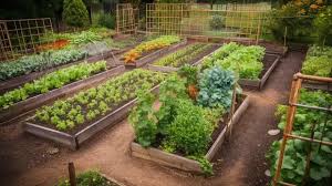 Starting a Vegetable Garden: Your Guide to Growing Fresh, Organic Produce at Home